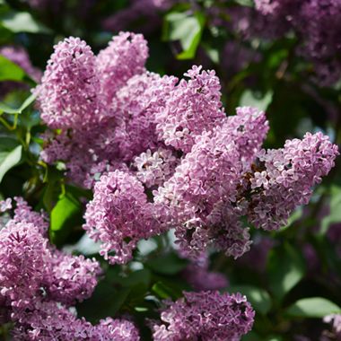 Photo of Palibin Lilac