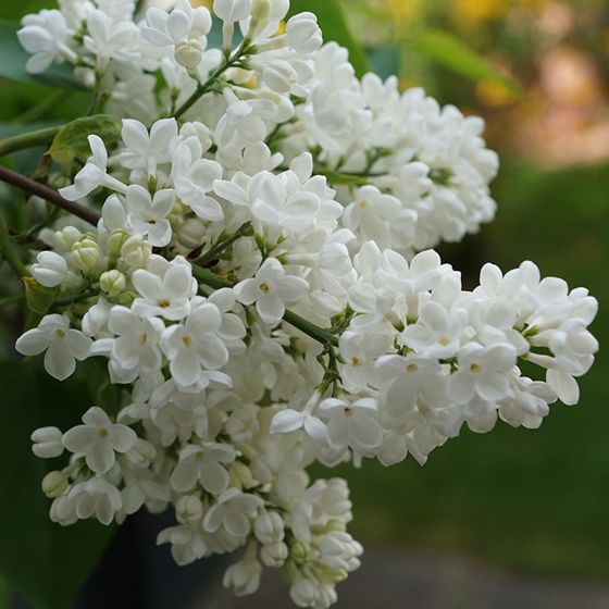Photo of Primrose Lilac