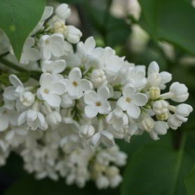 Photo of Primrose Lilac