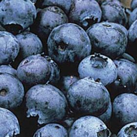 Photo of Bluejay Blueberry Plant