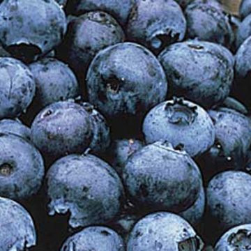 Photo of Bluejay Blueberry Plant