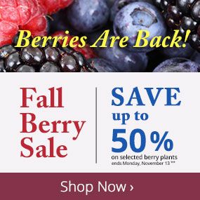 Fall Berry Sale. Save up to 50%!
