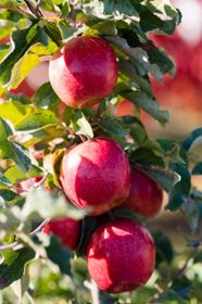 Photo of Pink Lady® Apple Tree