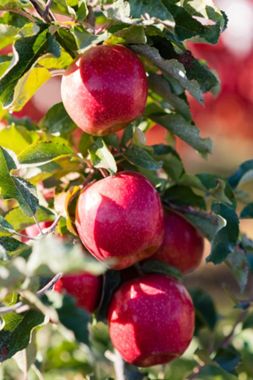 Photo of Pink Lady® Apple Tree