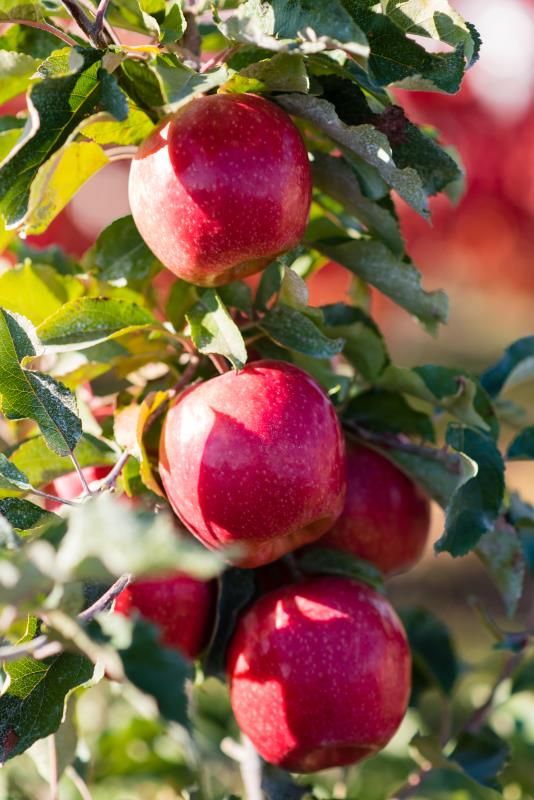 Organic Pink Lady Apples