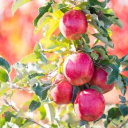 Photo of Pink Lady® Apple Tree