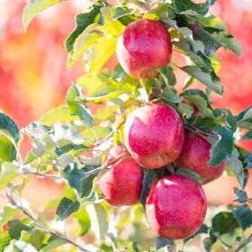 Pink Lady Apple Tree For Sale - 4-5ft Bareroot Organic