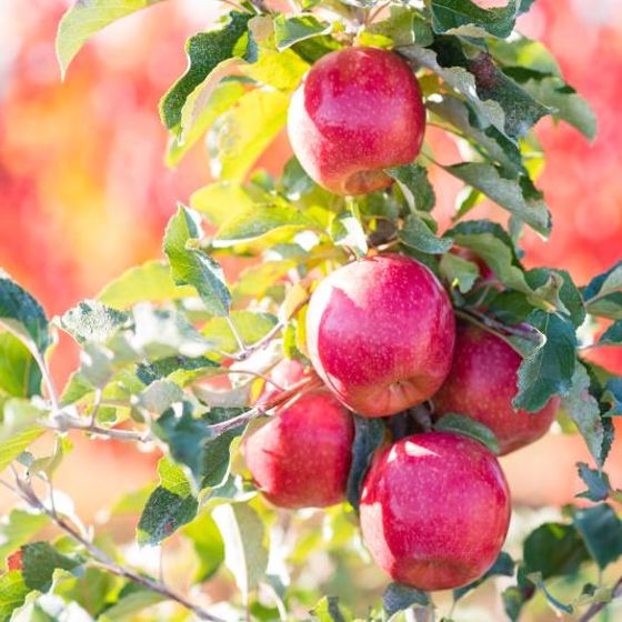 Photo of Pink Lady® Apple Tree
