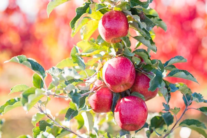 Dwarf Honeycrisp Apple Tree Bare Root, Organic Flavor Tastes Sweet Fresh