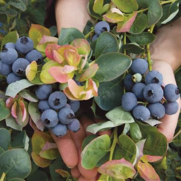 Photo of Bushel and Berry® Peach Sorbet® Blueberry Plant