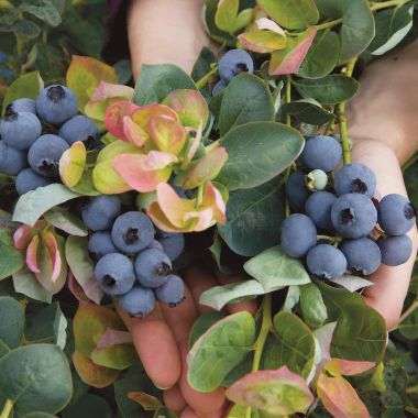 Photo of Bushel and Berry® Peach Sorbet® Blueberry Plant