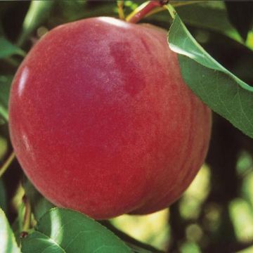 Photo of Carolina Belle Peach Tree