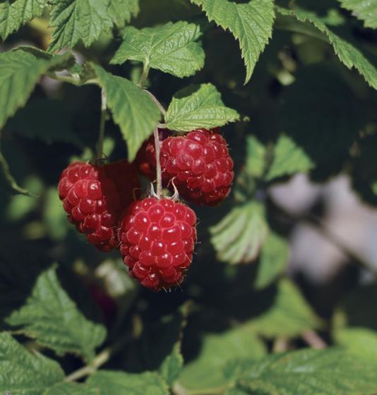 Photo of Bushel and Berry® Raspberry Shortcake® Plant