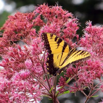 Photo of Joe-Pye Weed Plant