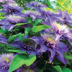 Photo of Multi Blue Clematis Plant