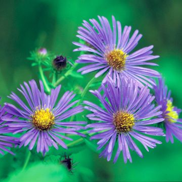 Photo of New England Aster Plant