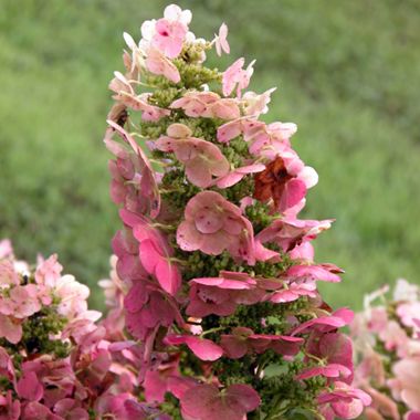 Photo of Ruby Slippers Hydrangea