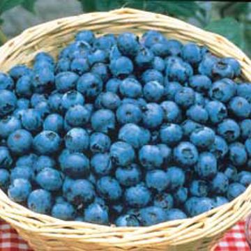 Photo of Tifblue Blueberry Plant