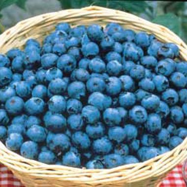 Photo of Tifblue Blueberry Plant