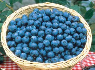 Tifblue Blueberry - Blueberry Plants - Stark Bro's