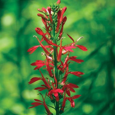 Photo of Cardinal Flower Lobelia Plant