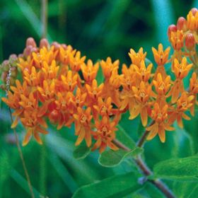 Photo of Butterfly Weed Plant