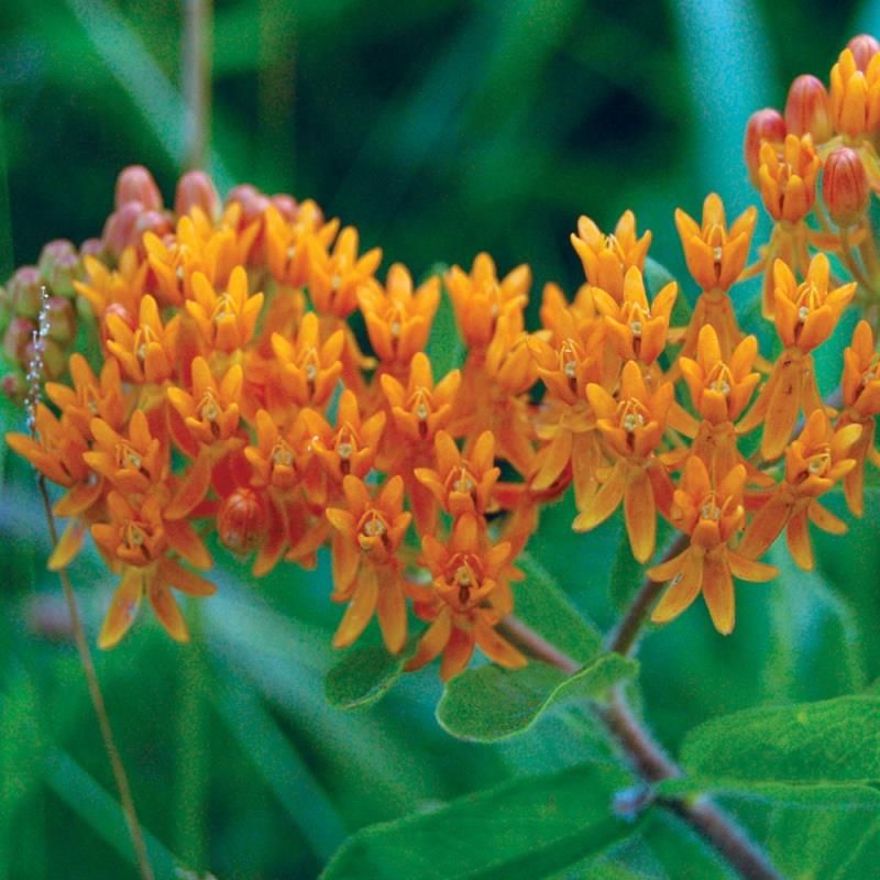 Butterfly Weed Plant Stark Bro???s