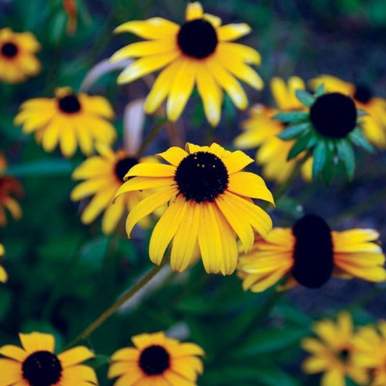 Photo of Black-Eyed Susan Plant