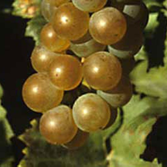 Photo of Golden Muscat Grape Vine