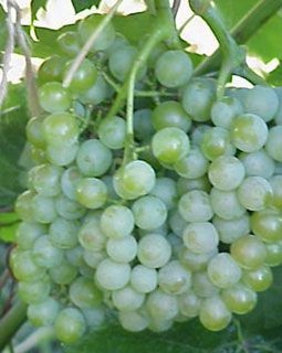 Photo of Traminette Grape Vine