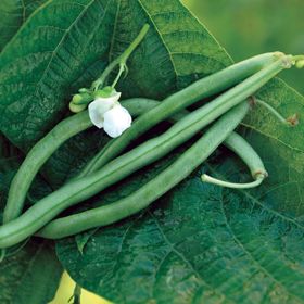 Photo of Blue Lake Bush 274 Bean Seed