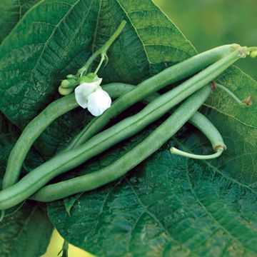 Photo of Blue Lake Bush 274 Bean Seed