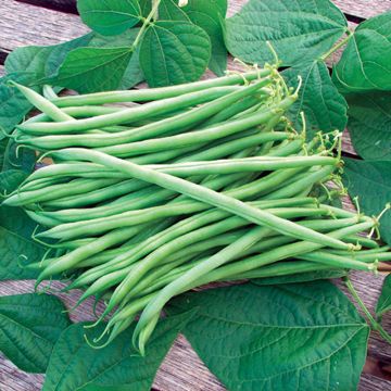 Photo of Calima Bean Seed