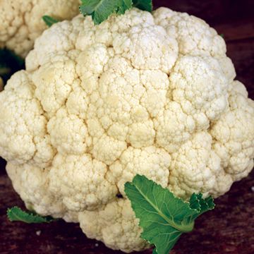 Photo of Amazing Cauliflower Seed