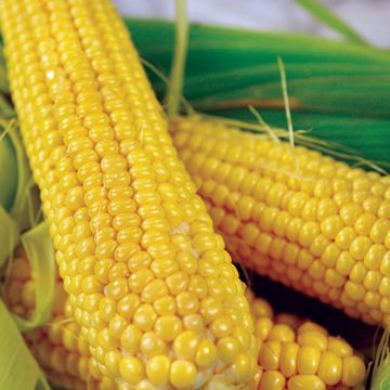 Photo of Buhl Sweet Corn Seed