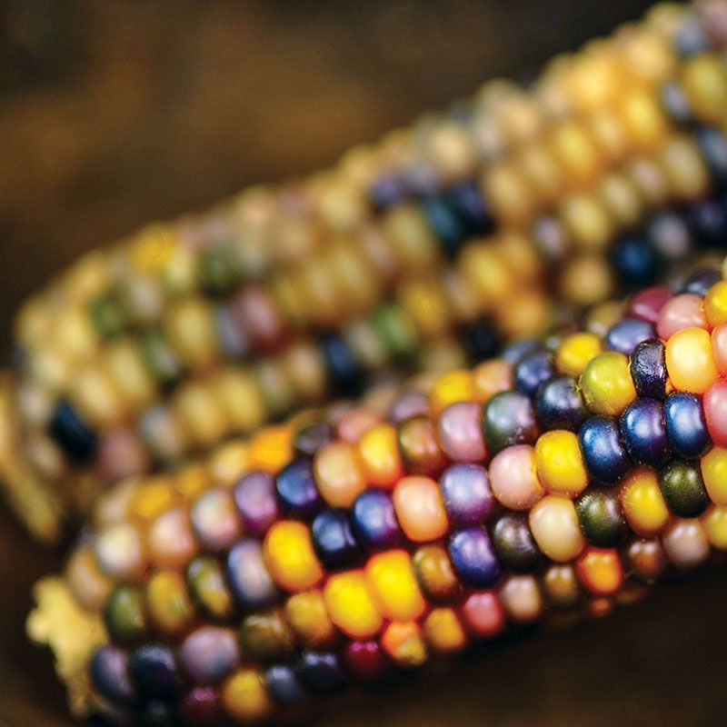 Glass Gem Corn Seeds Stark Bro's