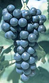 Photo of Frontenac Grape Vine