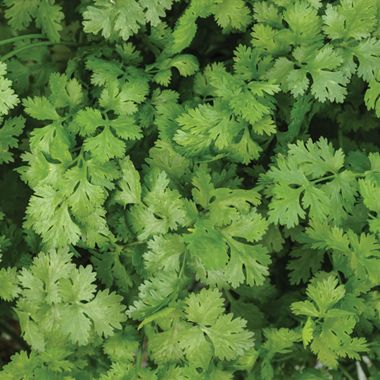 Photo of Cilantro Seed