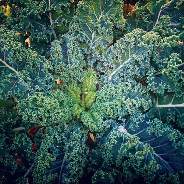 Photo of Blue Curled Scotch Kale Seed