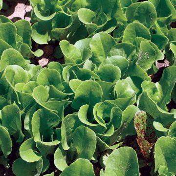 Photo of Buttercrunch Lettuce Seed