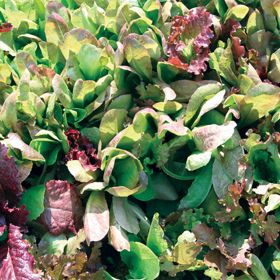 Photo of Rocky Top Lettuce Mix Seed