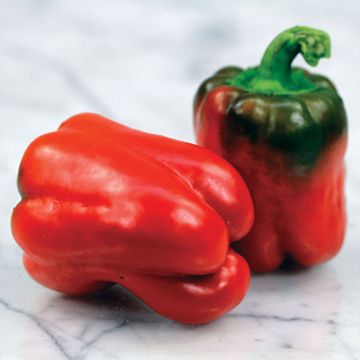 Photo of California Wonder Pepper Seed