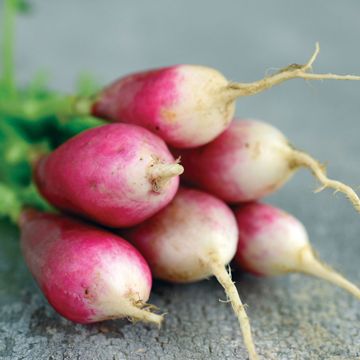 Photo of French Breakfast Radish Seed