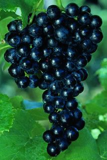 Photo of Marechal Foch Grape Vine