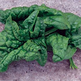 Photo of Bloomsdale Long Standing Spinach Seed