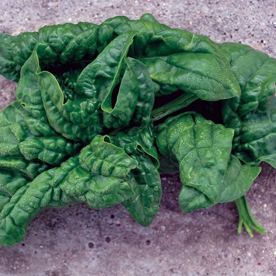 Photo of Bloomsdale Long Standing Spinach Seed