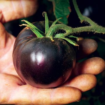 Photo of Black Beauty Tomato Seed
