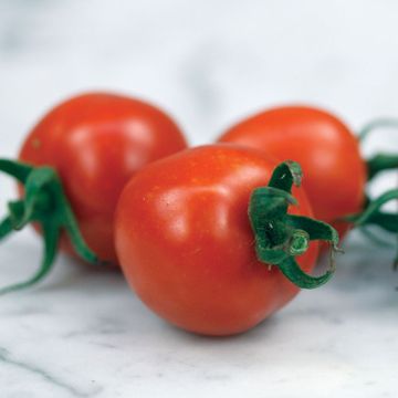 Photo of Chadwick Cherry Tomato Seed