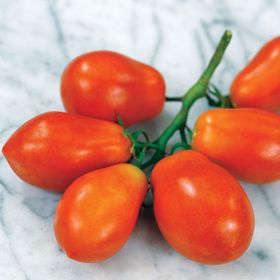 Photo of Martino's Roma Tomato Seed