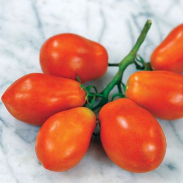Photo of Martino's Roma Tomato Seed